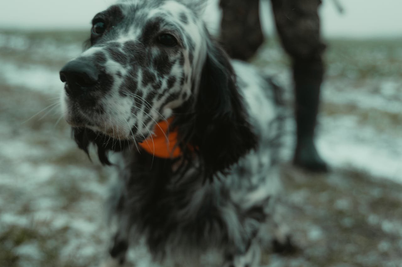 Close-up shot of an English Setter dog with an orange collar in a snowy outdoor setting.