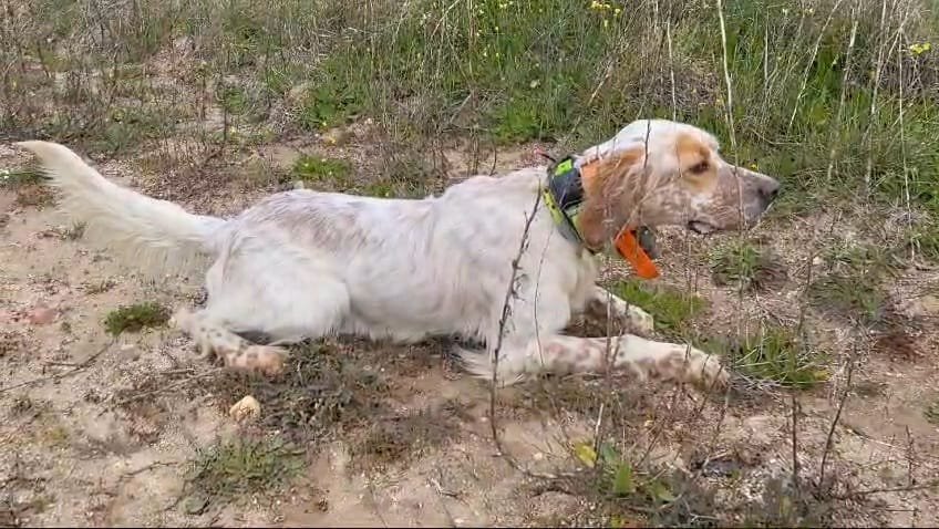 setter becaderos, setter navarrra, cachorros setter, cachorros setter navarra, berquir
