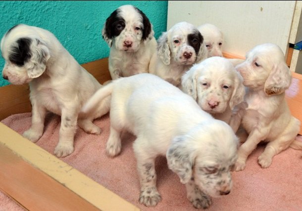 foto 05 setter becaderos, setter inglés navarra, cachorros caza navarra, setter berquir