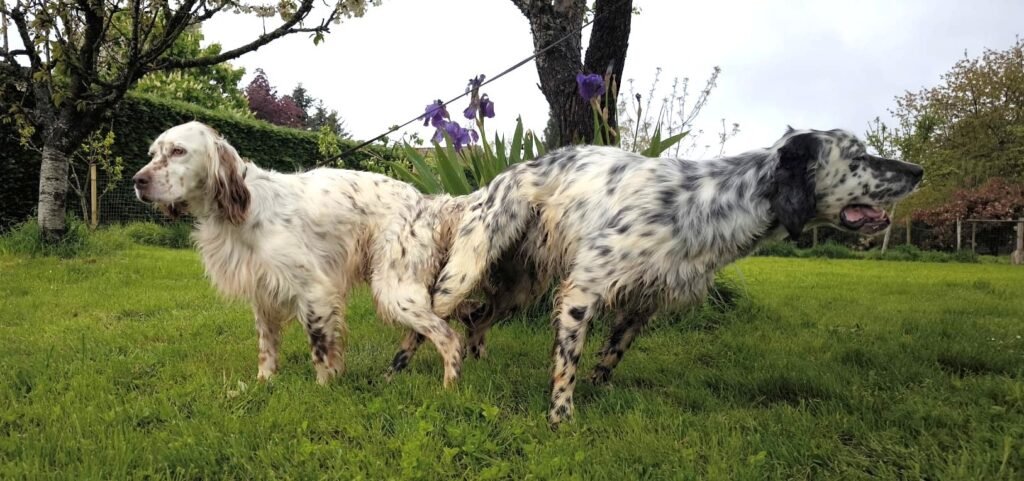 setter becaderos, setter navarrra, cachorros setter, cachorros setter navarra, berquir