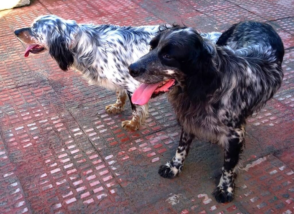 setter becaderos, setter navarrra, cachorros setter, cachorros setter navarra, berquir