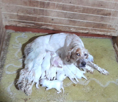 setter becaderos_setter navarra_berquir072025 setter becaderos, setter navarrra, cachorros setter, cachorros setter navarra, berquir