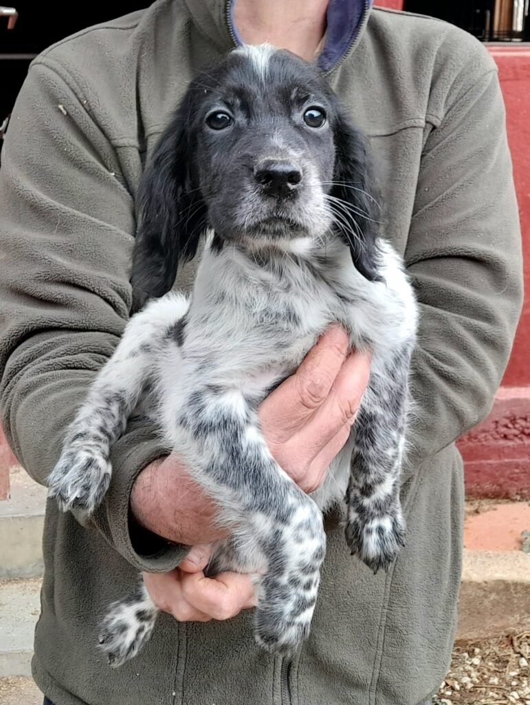 setter navarra, cachorros setter navarra, setterbecaderos